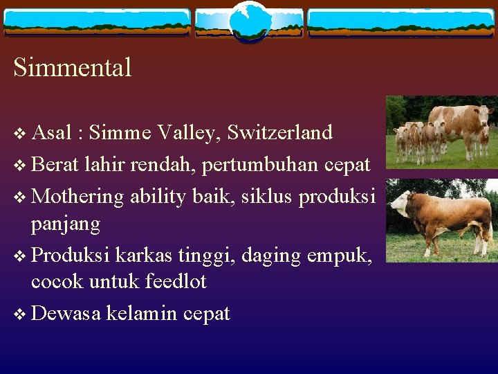 Simmental v Asal : Simme Valley, Switzerland v Berat lahir rendah, pertumbuhan cepat v