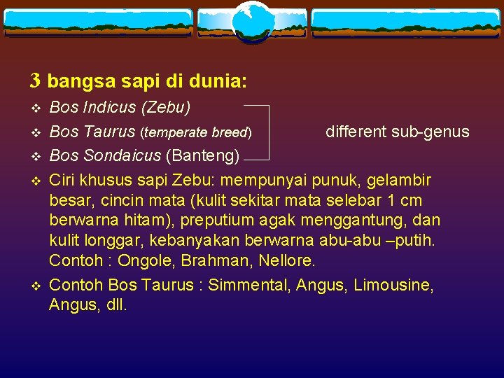 3 bangsa sapi di dunia: v v v Bos Indicus (Zebu) Bos Taurus (temperate