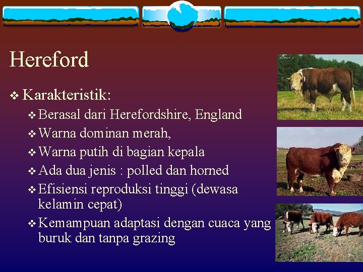 Hereford v Karakteristik: v Berasal dari Herefordshire, England v Warna dominan merah, v Warna