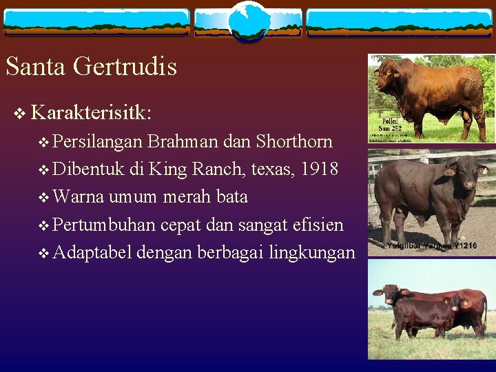 Santa Gertrudis v Karakterisitk: v Persilangan Brahman dan Shorthorn v Dibentuk di King Ranch,