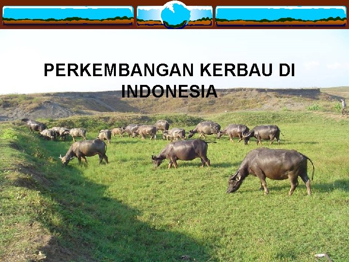 PERKEMBANGAN KERBAU DI INDONESIA 