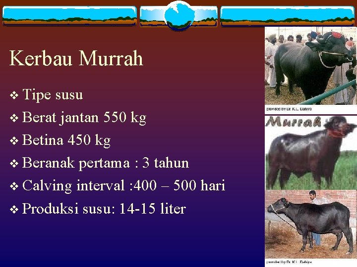 Kerbau Murrah v Tipe susu v Berat jantan 550 kg v Betina 450 kg