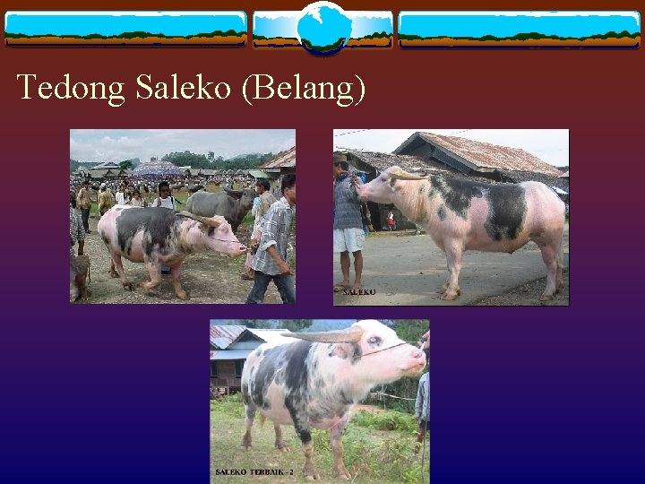 Tedong Saleko (Belang) 