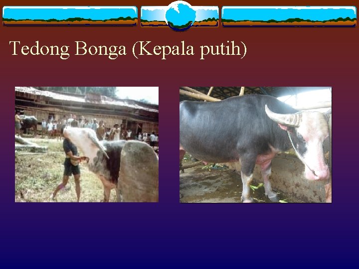 Tedong Bonga (Kepala putih) 