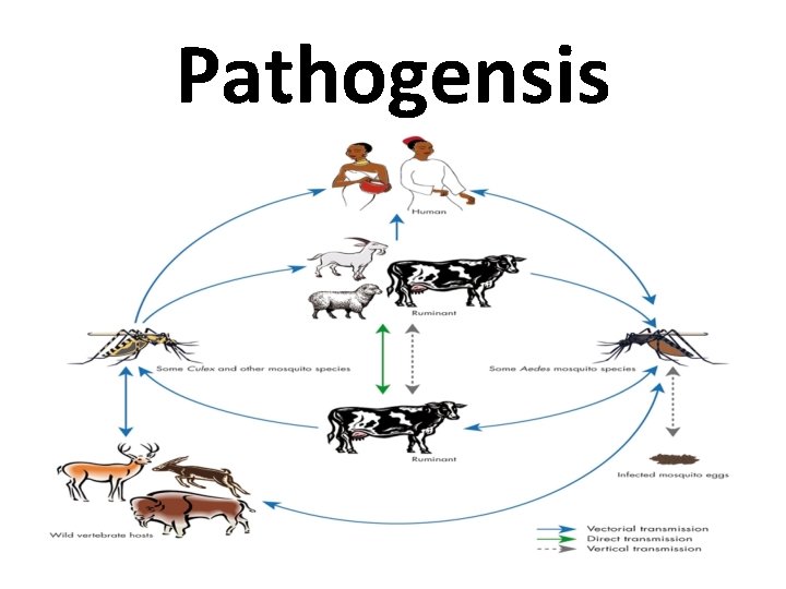 Pathogensis 