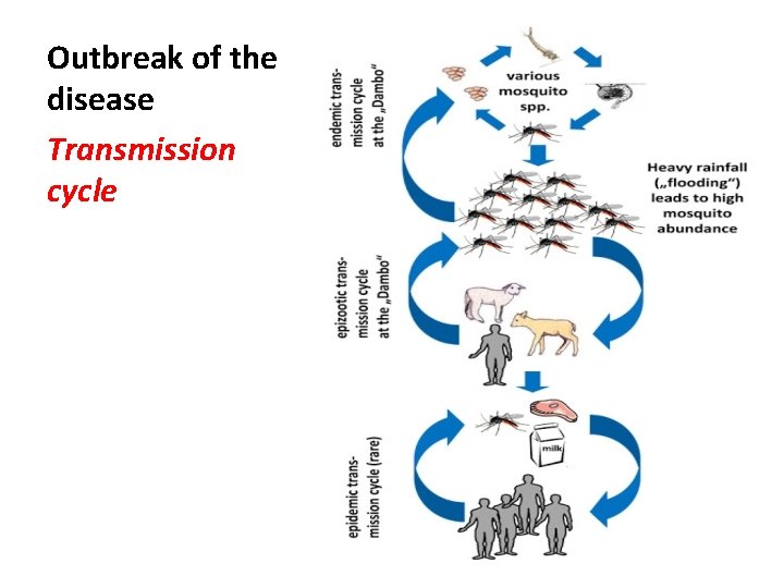 Outbreak of the disease Transmission cycle 