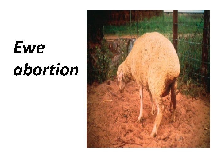 Ewe abortion 