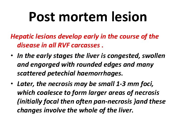 Post mortem lesion Hepatic lesions develop early in the course of the disease in