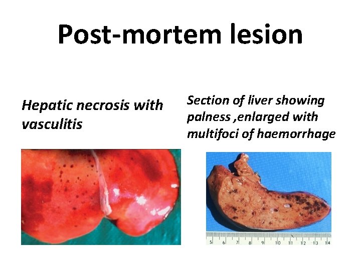 Post-mortem lesion Hepatic necrosis with vasculitis Section of liver showing palness , enlarged with