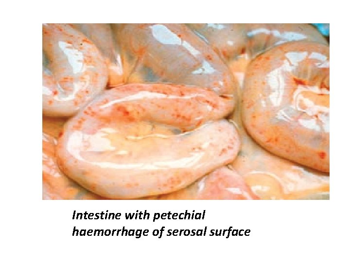Intestine with petechial haemorrhage of serosal surface 