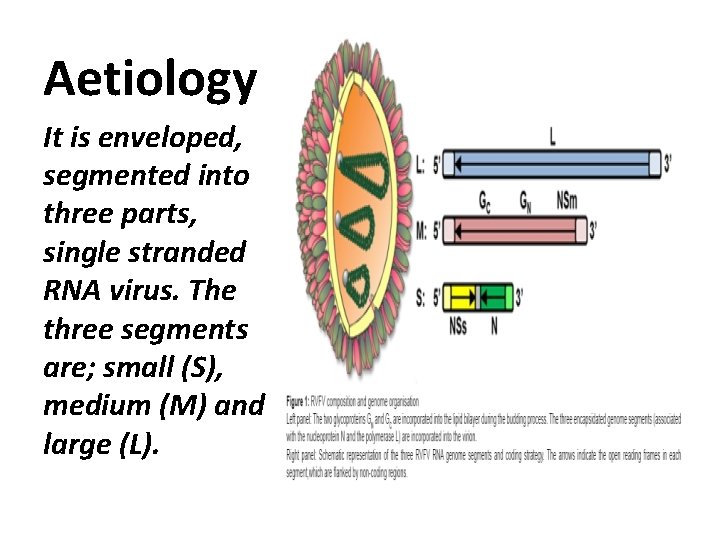 Aetiology It is enveloped, segmented into three parts, single stranded RNA virus. The three