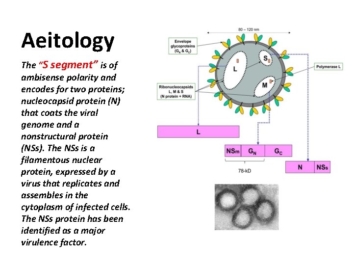 Aeitology The “S segment” is of ambisense polarity and encodes for two proteins; nucleocapsid