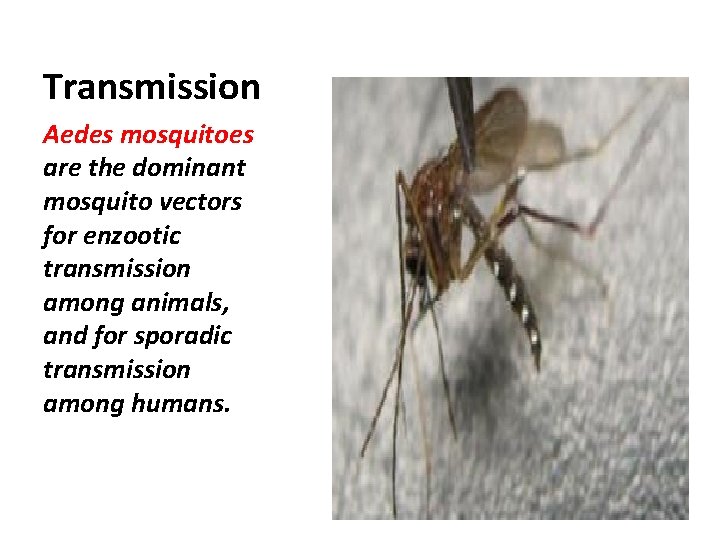 Transmission Aedes mosquitoes are the dominant mosquito vectors for enzootic transmission among animals, and