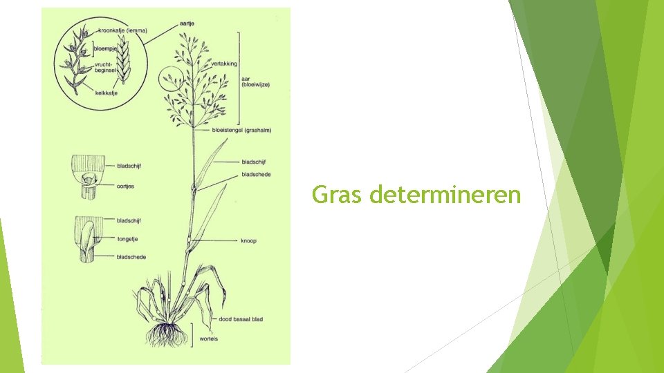 Gras determineren 