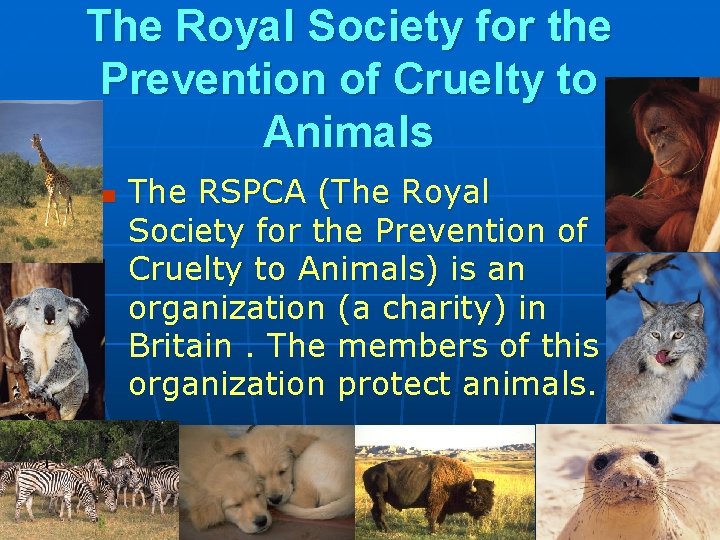 The Royal Society for the Prevention of Cruelty to Animals n The RSPCA (The