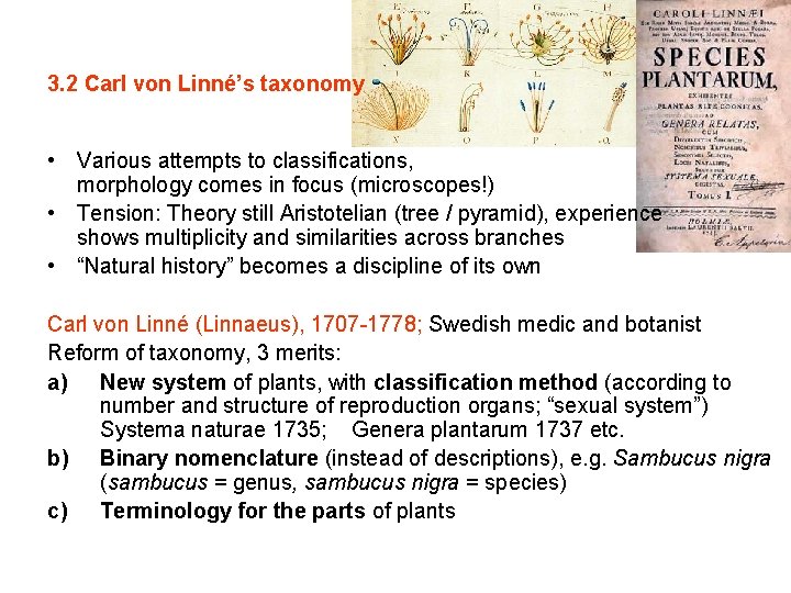 3. 2 Carl von Linné’s taxonomy • Various attempts to classifications, morphology comes in