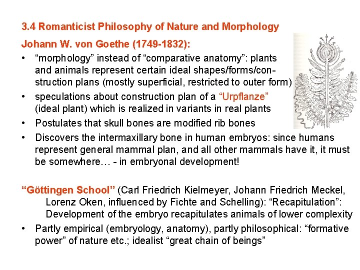 3. 4 Romanticist Philosophy of Nature and Morphology Johann W. von Goethe (1749 -1832):