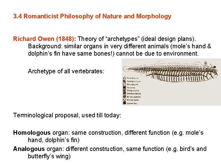 3. 4 Romanticist Philosophy of Nature and Morphology Richard Owen (1848): Theory of “archetypes”