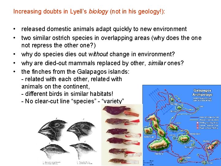 Increasing doubts in Lyell’s biology (not in his geology!): • released domestic animals adapt