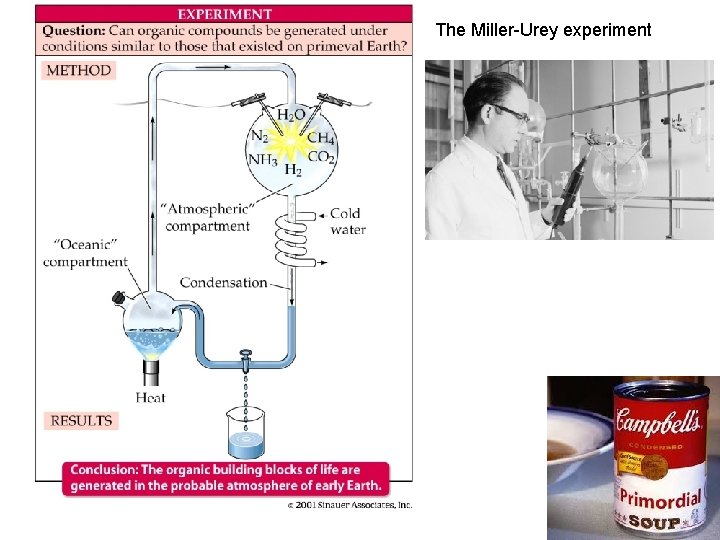 The Miller-Urey experiment 