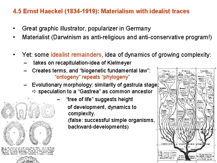 4. 5 Ernst Haeckel (1834 -1919): Materialism with idealist traces • • Great graphic