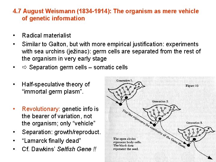 4. 7 August Weismann (1834 -1914): The organism as mere vehicle of genetic information