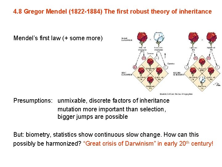 4. 8 Gregor Mendel (1822 -1884) The first robust theory of inheritance Mendel’s first