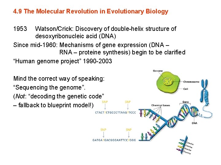 4. 9 The Molecular Revolution in Evolutionary Biology 1953 Watson/Crick: Discovery of double-helix structure