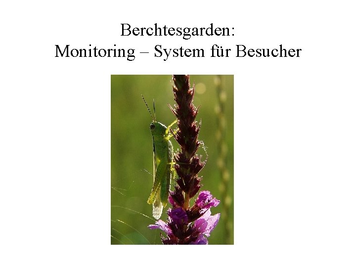 Berchtesgarden: Monitoring – System für Besucher 