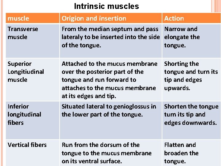 Intrinsic muscles muscle Origion and insertion Action Transverse muscle From the median septum and