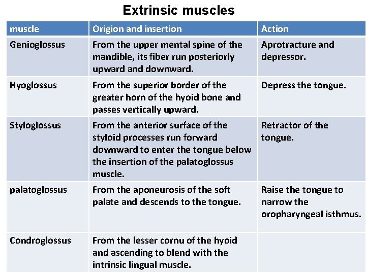 Extrinsic muscles muscle Origion and insertion Action Genioglossus From the upper mental spine of