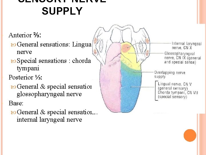SENSORY NERVE SUPPLY Anterior ⅔: General sensations: Lingual nerve Special sensations : chorda tympani