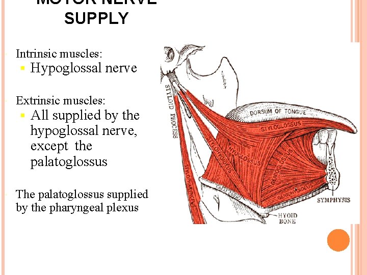 MOTOR NERVE SUPPLY Intrinsic muscles: § Hypoglossal nerve Extrinsic muscles: § All supplied by