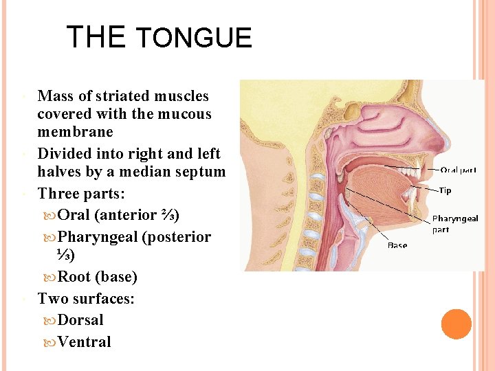 THE TONGUE Mass of striated muscles covered with the mucous membrane Divided into right