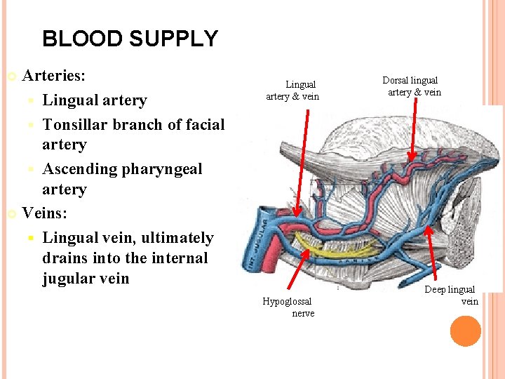 BLOOD SUPPLY Arteries: § Lingual artery § Tonsillar branch of facial artery § Ascending