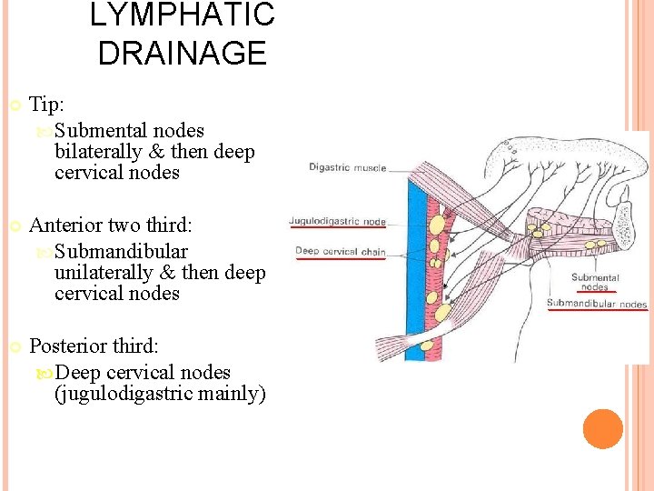 LYMPHATIC DRAINAGE Tip: Submental nodes bilaterally & then deep cervical nodes Anterior two third: