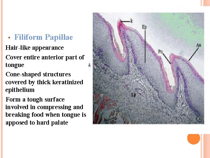  • Filiform Papillae Hair-like appearance Cover entire anterior part of tongue Cone-shaped structures