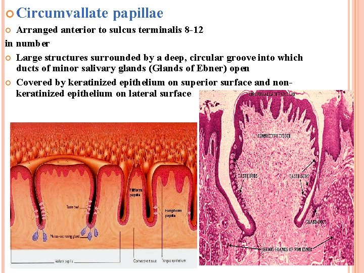  Circumvallate papillae Arranged anterior to sulcus terminalis 8 -12 in number Large structures