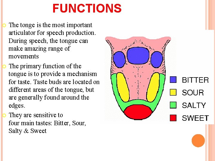 FUNCTIONS The tonge is the most important articulator for speech production. During speech, the