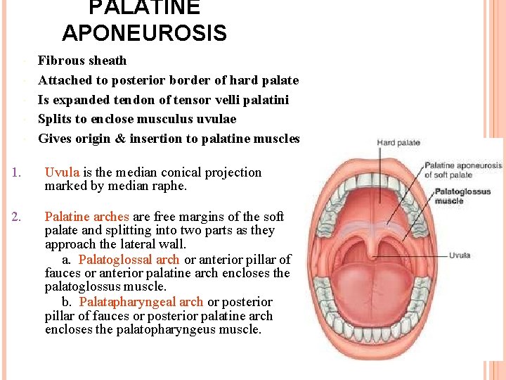 PALATINE APONEUROSIS Fibrous sheath Attached to posterior border of hard palate Is expanded tendon