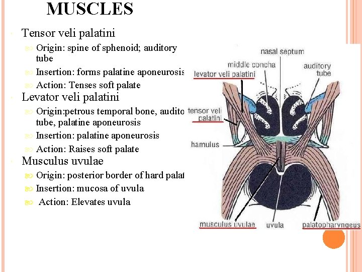 MUSCLES Tensor veli palatini Origin: spine of sphenoid; auditory tube Insertion: forms palatine aponeurosis
