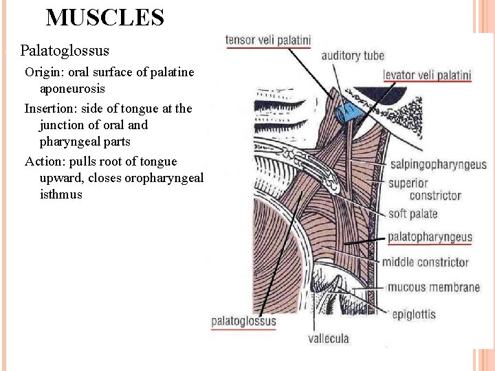 MUSCLES Palatoglossus Origin: oral surface of palatine aponeurosis Insertion: side of tongue at the