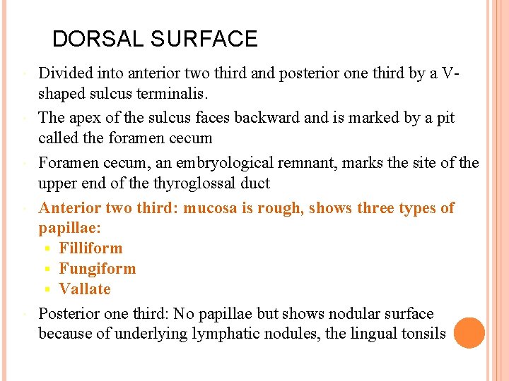 DORSAL SURFACE Divided into anterior two third and posterior one third by a Vshaped