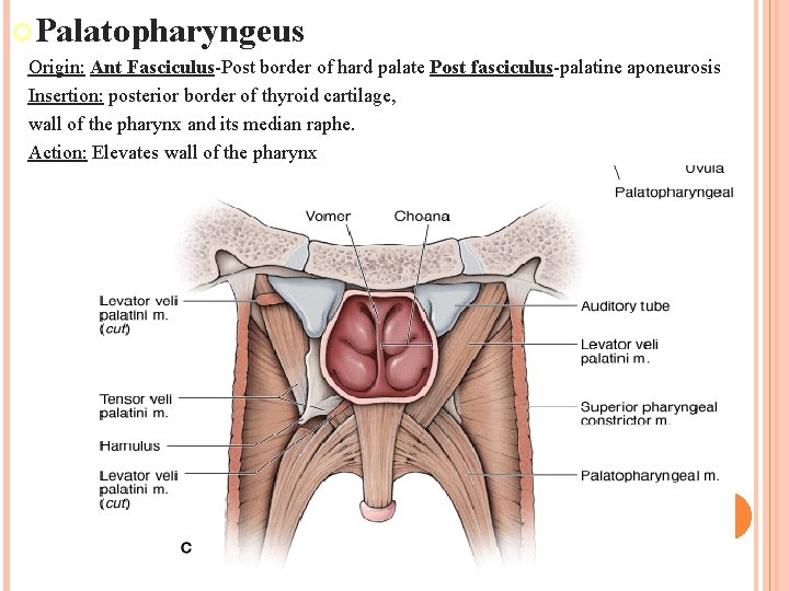  Palatopharyngeus Origin: Ant Fasciculus-Post border of hard palate Post fasciculus-palatine aponeurosis Insertion: posterior