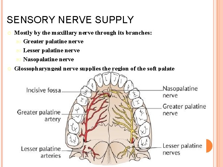 SENSORY NERVE SUPPLY Mostly by the maxillary nerve through its branches: Greater palatine nerve