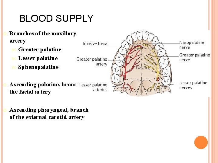 BLOOD SUPPLY Branches of the maxillary artery Greater palatine Lesser palatine Sphenopalatine Ascending palatine,