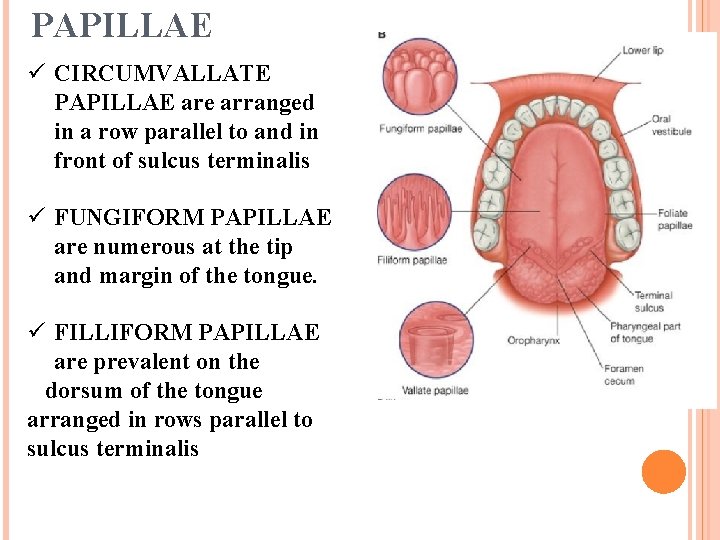 PAPILLAE ü CIRCUMVALLATE PAPILLAE are arranged in a row parallel to and in front