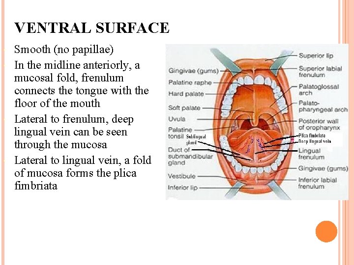 VENTRAL SURFACE Smooth (no papillae) In the midline anteriorly, a mucosal fold, frenulum connects