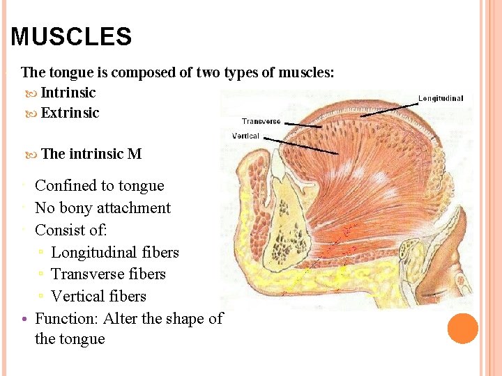 MUSCLES The tongue is composed of two types of muscles: Intrinsic Extrinsic The intrinsic