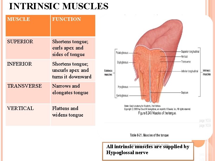 INTRINSIC MUSCLES OF THE TONGUE MUSCLE FUNCTION SUPERIOR Shortens tongue; curls apex and sides